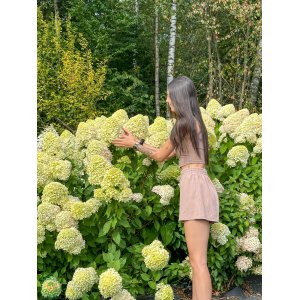 Hortenzia metlinatá (Hydrangea paniculata) ´HERCULES´® - výška 30-40 cm, kont. C2L